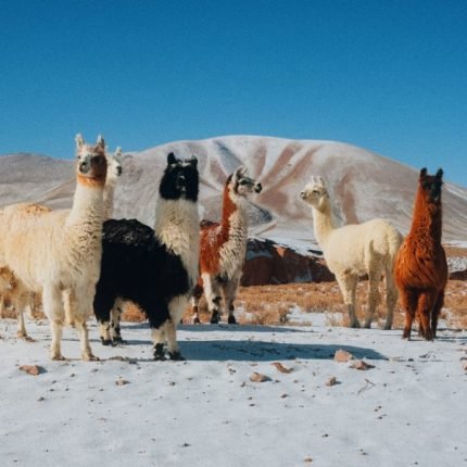 Alpacas bei einer 2 Wochen Argentinien Rundreise