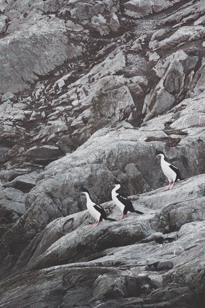 Pinguine am Beagle Kanal Pinguine am Beagle Kanal