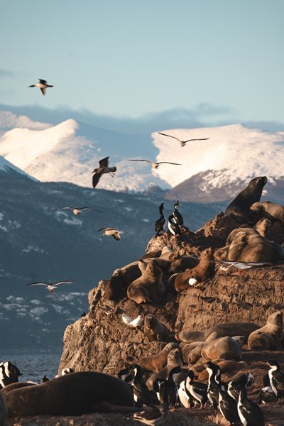 Seelöwen & Vögel Seelöwen & Vögel