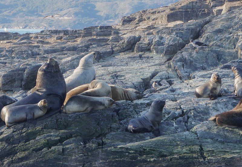 Patagonien Tiere: Eine Übersicht der Wildtiere im Süden von Argentinien 1 Patagonien Tiere