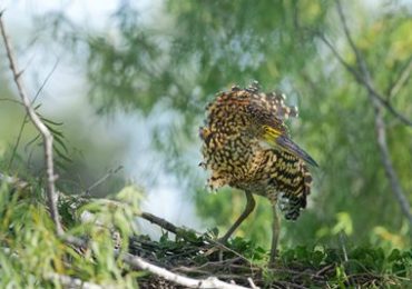 Ibera Nationalpark