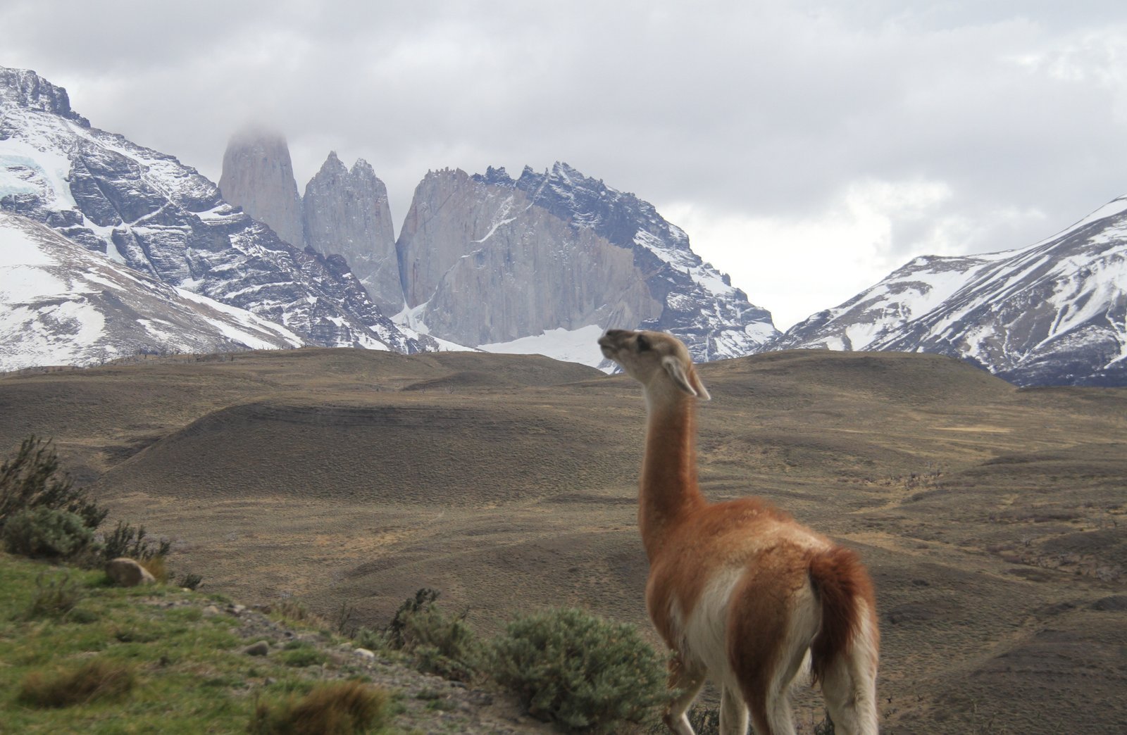Guanacos - Argentinien Individual