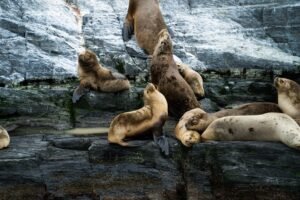 Blog 215 Leon marino 1 - Argentinien Individual