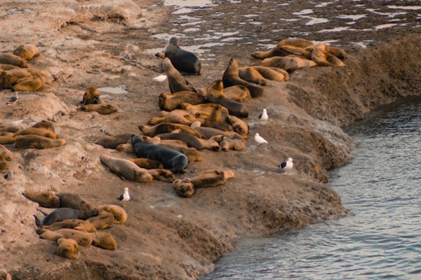 Patagonien Tiere: Eine Übersicht der Wildtiere im Süden von Argentinien 8 argentina10 - Argentinien Individual