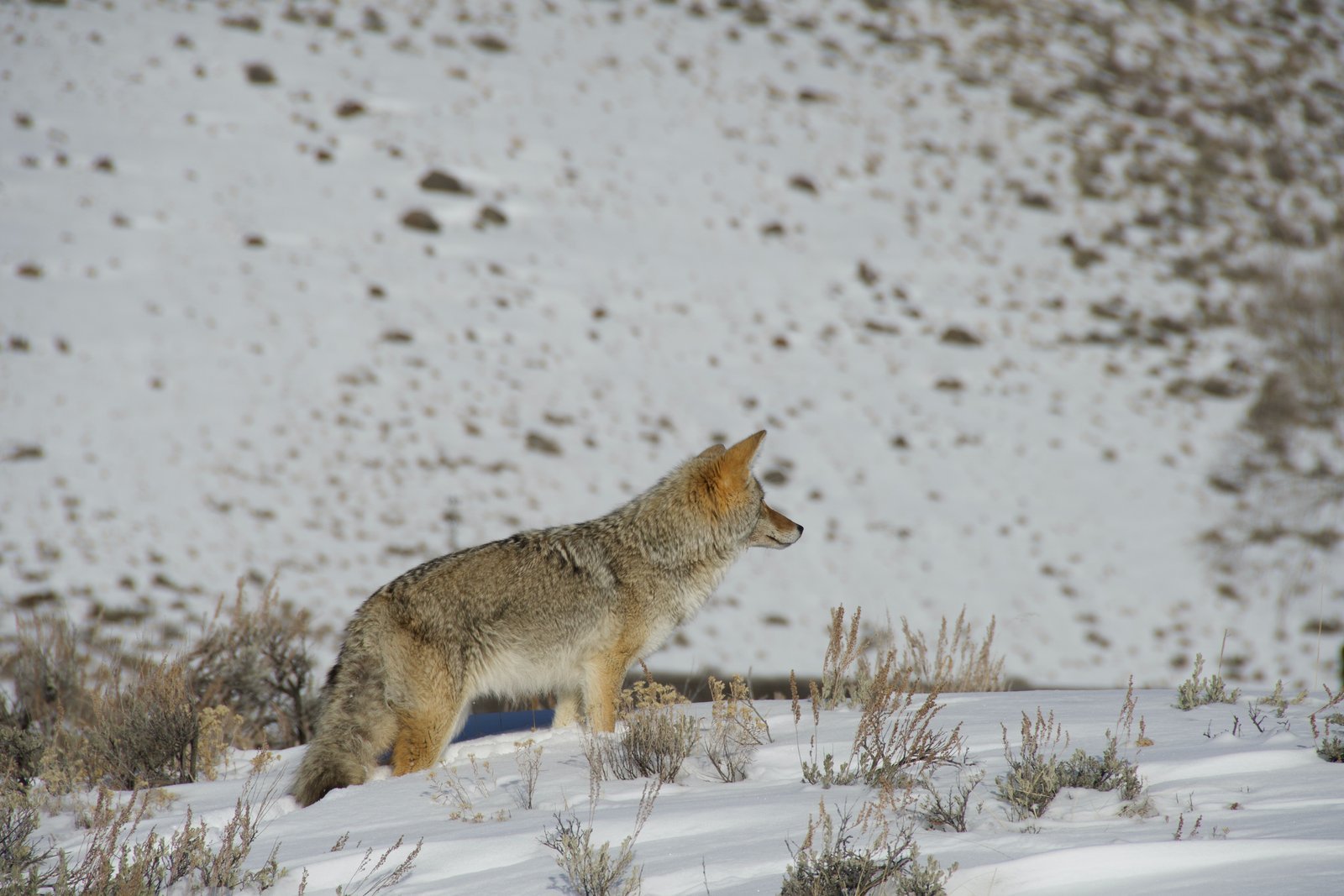 chacal - Argentinien Individual