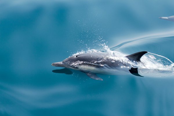 delfin - Argentinien Individual