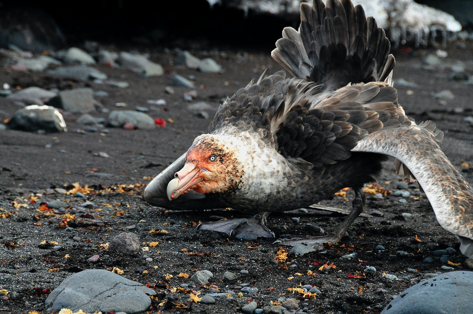 Patagonien Tiere: Eine Übersicht der Wildtiere im Süden von Argentinien 4 petreles gigantes - Argentinien Individual