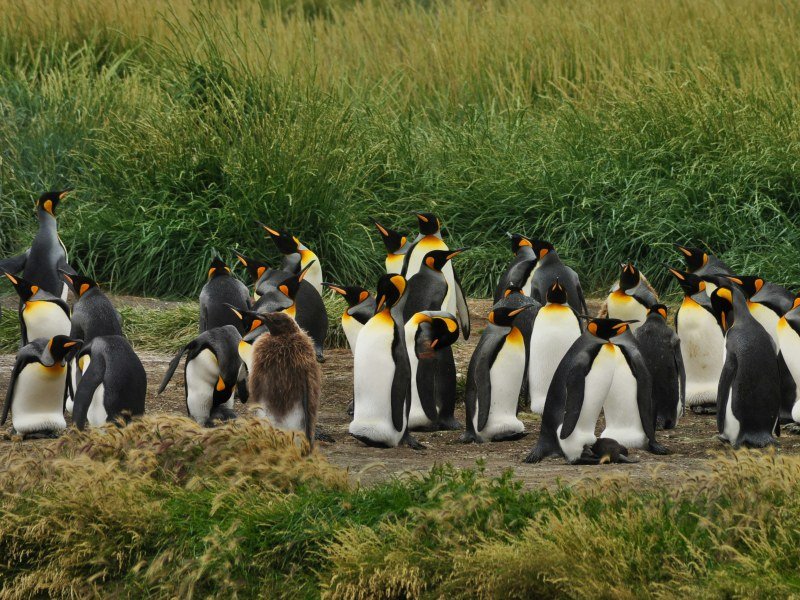 Tierra del fuego - Argentinien Individual