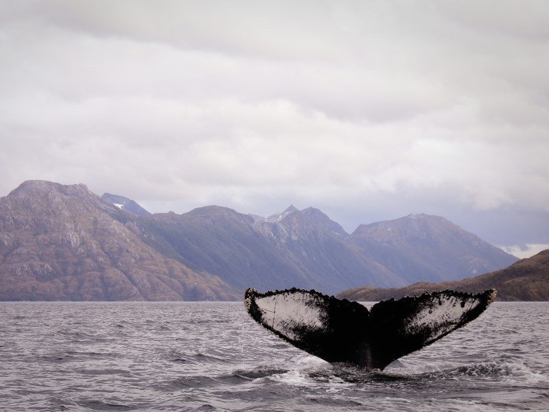 Top 20 Patagonien Sehenswürdigkeiten für eine tolle Rundreise 9 Magellanstrasse - Argentinien Individual