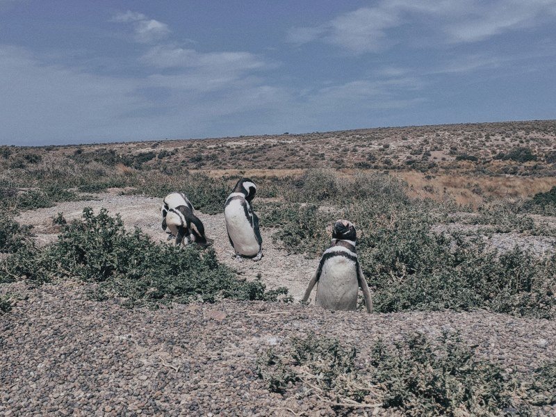 Top 20 Patagonien Sehenswürdigkeiten für eine tolle Rundreise 7 Punta Tombo Argentinien - Argentinien Individual