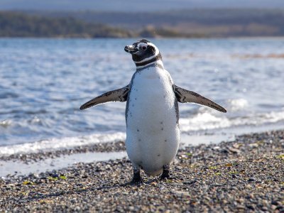 Rundreisen 1 pinguino de magallanes - Argentinien Individual